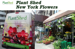 Plant Shed New York Flowers - NYC Florist