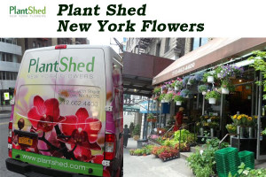 Plant Shed New York Flowers