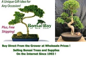 Bonsai Boy of New York