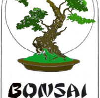 Bonsai of Brooklyn