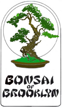 Bonsai of Brooklyn