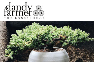 Dandy Farmer Bonsai Brookly