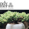 Dandy Farmer Bonsai Brookly