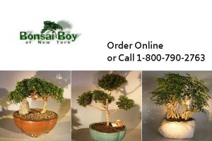 Bonsai Boy of New York