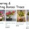 Flowering Bonsai Trees