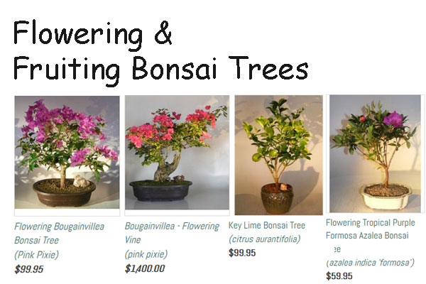 Flowering Bonsai Trees