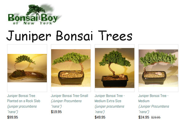 Juniper Bonsai Trees