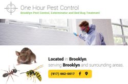 One Hour Pest Control Brooklyn New York